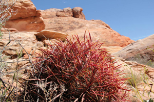 Cactus in Valley of fire